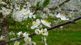 Vergers de prune d'Ente en Dordogne, floraison printemps 2016 - Branche fleurie